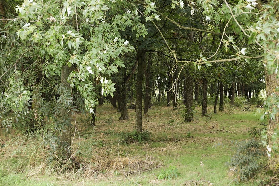 Bosco di latifoglie dell'azienda