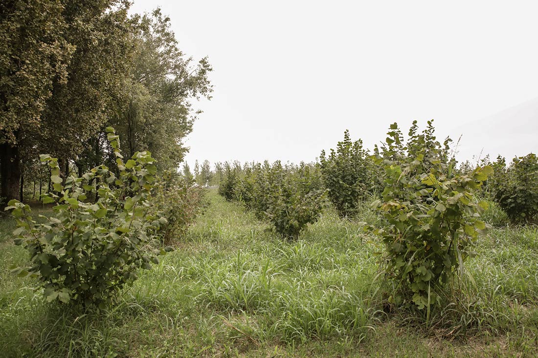 Noccioleto, frutteto e orto biologico